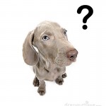 Sabes que es realmente un collar de adiestramiento?