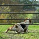 ¿Por qué se escapan los perros?